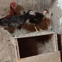 مرغ