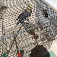 عروس هلندی سر حال