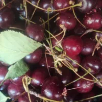 آلبالو رسمی