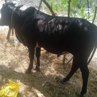 فروش گاونر