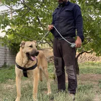 سگ سرابی ماده