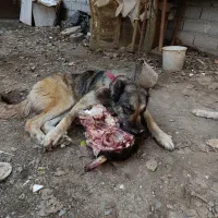 سگ  ماده ۳ساله