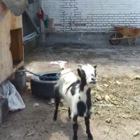 بز زنده و سرحال