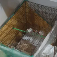 یک جفت فنج ۴۰۰ تومن