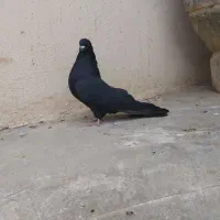 کبوتر فروشی