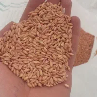 گندم واران