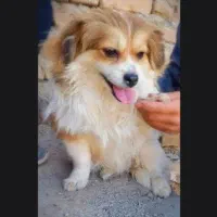 سگ پاکوتاه فوری معاوضه با سیستم صوتی
