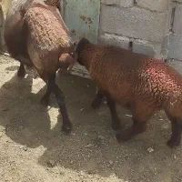 گوسفند یا میش