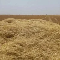 کاه گندم