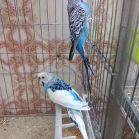 حفت مرغ عشق کاکلی