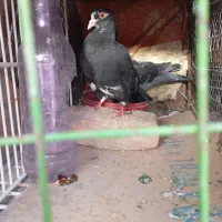 کفتر