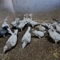 هفرنگ  گل