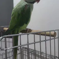 شاه طوطی معاوضه با سگ