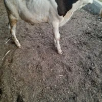 گاویاگوساله ۱عددنرالمانی سمینتال ۴ماه درسوسنگرد