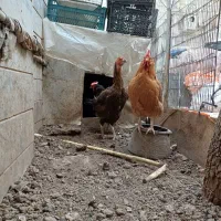 دوتامرغ لاری و چهارتا محلی