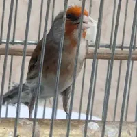 سهره قناری ابلق چونه سفید