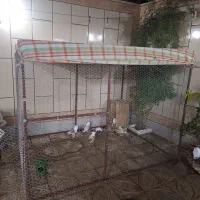 قفس