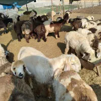 فروش بره چاق