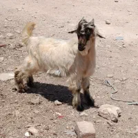 کهره نر