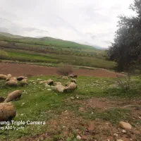 استخدام کار در دامداری