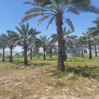 نخل ثمری