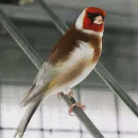 سهره یا قناری
