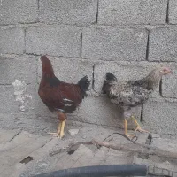 خروس ۶ماهه