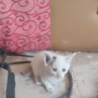 بچه گربه