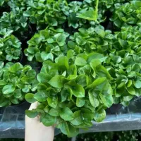 سبزه نارنج فروش عمده