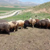 ۱۸کاوه|حیوانات مزرعه|دورود, |دیوار