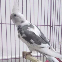 عروس هلندی