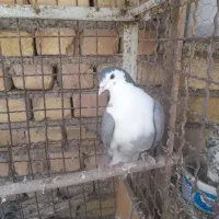 بدرنگ|پرنده|مبارکه, |دیوار