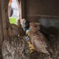 دو تا جوجه ی عروس هلندی