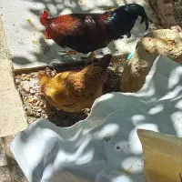 خروس محلی جوان و سالم  فروش تکی یا یکجا