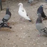 پرنده