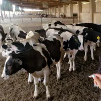 فروش گوساله پرواری هلشتاین با کیفیت ممتاز