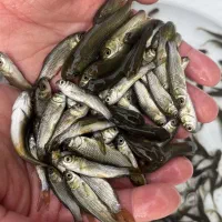فروش بچه ماهی کپور آمور بدون واسطه
