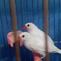 چند جفت فنچ از دو نژاد فنچ اروپایی وزبرا