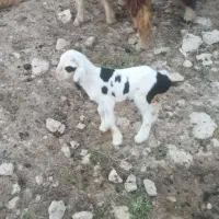 بره نر شیری