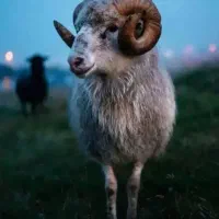 *سلاخ*