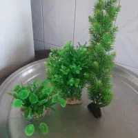 گل وکیاه آکواریوم.نونوهستن.