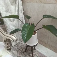 فیلودندرون رد بلک