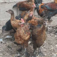 بارو و خروسک دیلگونی