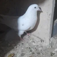 باخت رفته