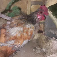 خروس چل تاج