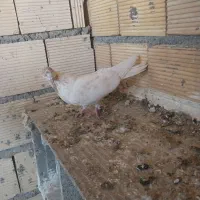 کبوتر|پرنده|کرمانشاه, |دیوار
