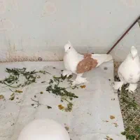 کبوتر|پرنده|گلپایگان, |دیوار