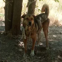 سگ گله