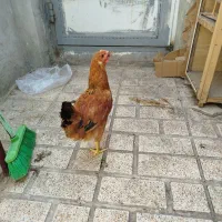 سه تا مرغ رسمی یه خروس آمریکای با یه سله