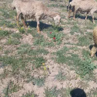 حیوان|حیوانات مزرعه|ارشق, |دیوار